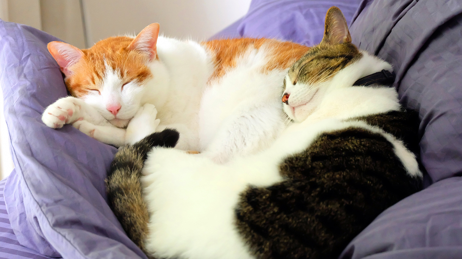 都会の睡眠難民にご提供する睡眠ホルモン｢メラトニン｣をつくる最も簡単な方法