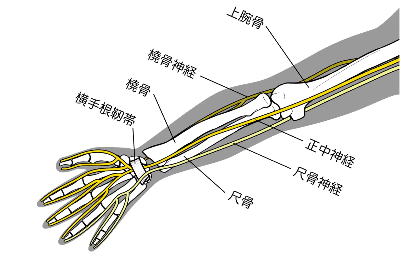 目黒区神経痛外来：手根管症候群