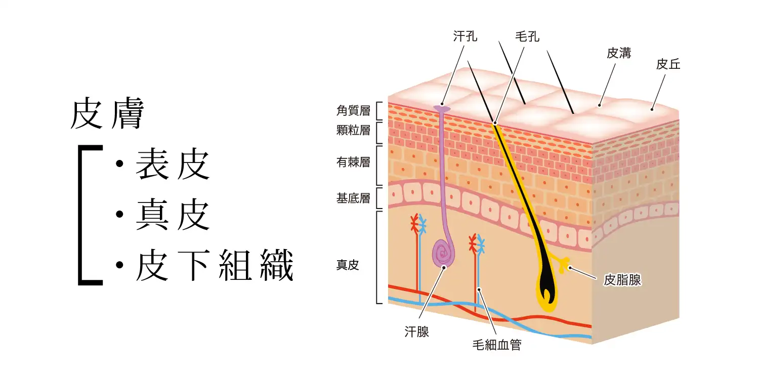 目黒区首の痛み・寝違えの原因