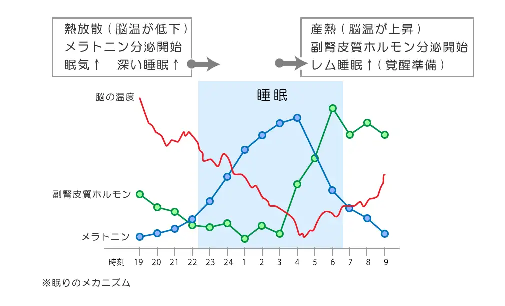 眠りのメカニズム：目黒区不眠症外来