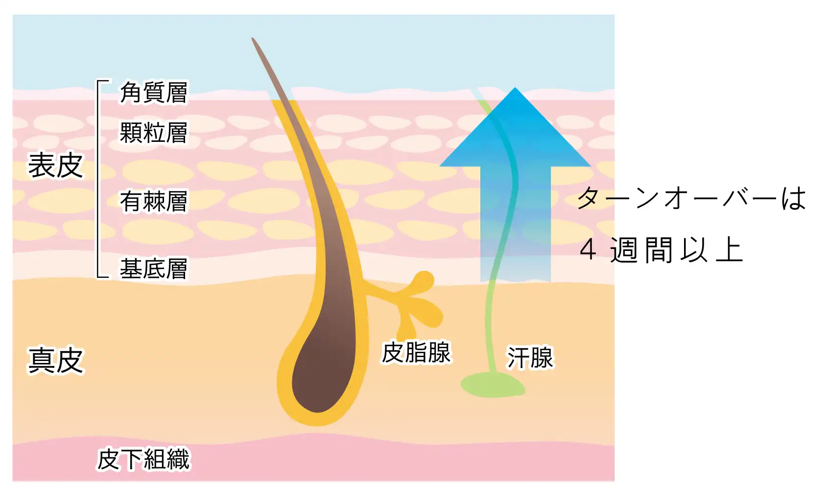 目黒区美容鍼灸外来：皮膚のターンオーバー